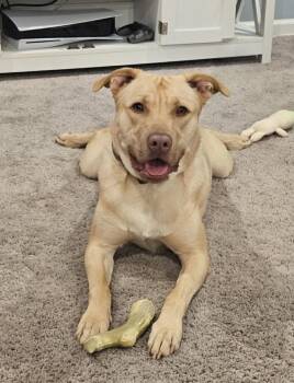 Buck-Training school graduate seeks someone to believe in him. -  Mixed Breed Dog for Adoption in Conway, South Carolina - Buck-Training School Graduate Seeks Someone To Believe In Him. | PetCurious