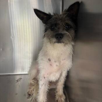 Bhodie -  Mixed Breed Dog for Adoption in Corbin, Kentucky - Bhodie | PetCurious