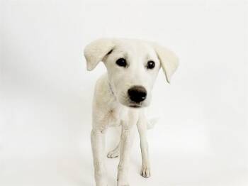 Great Pyrenees Dogs Available for Adoption - GIO | PetCurious