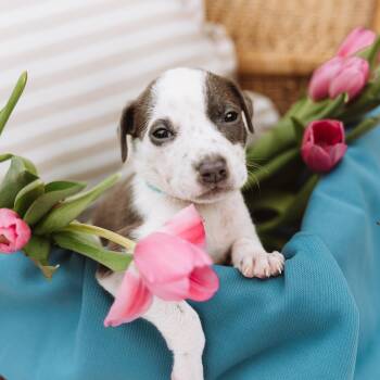 Pointer and Labrador Retriever Dogs Available for Adoption in Oak Ridge North, Texas - Cowboy | PetCurious