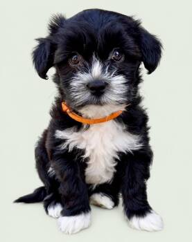 Shop: Bloomies -  Maltese and Shih Tzu Dog for Adoption in Palo Alto, California - Shop: Bloomies | PetCurious