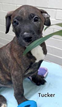 Rescue Pit Bull Terrier and Boxer Dogs for Adoption - Tucker (Sunny Days Ahead 2025) | PetCurious