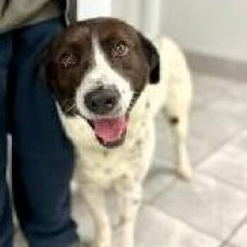 German Shorthaired Pointer and Labrador Retriever Dogs Available for Adoption - Lou | PetCurious
