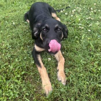 Sky -  German Shepherd Dog and Collie Dog for Adoption in Mount Vernon, Indiana - Sky | PetCurious