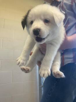 HANKY PANKY -  Shepherd Dog for Adoption in Quincy, California - HANKY PANKY | PetCurious