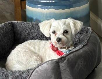 Bosco -  Maltese and Poodle Dog for Adoption in Syracuse, New York - Bosco | PetCurious