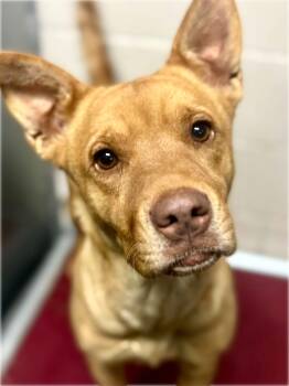 Atlas -  Chow Chow and Shepherd Dog for Adoption in Thornton, Colorado - Atlas | PetCurious
