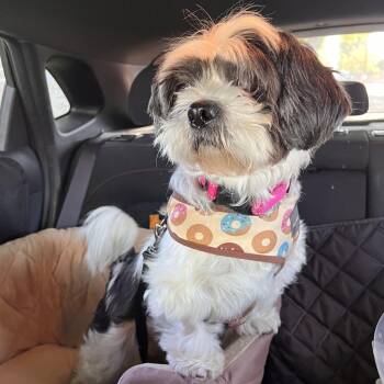 Rescue Lhasa Apso Dogs for Adoption in Villa Park, California - Mila | PetCurious