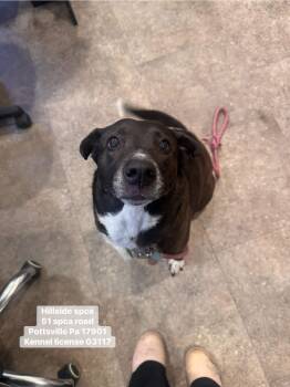 Border Collie and Labrador Retriever Dogs Available for Adoption in Pottsville, Pennsylvania - Maizee | PetCurious