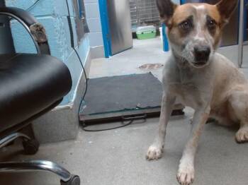 Rescue German Shepherd Dog and Mixed Breed Dogs for Adoption in Albuquerque, New Mexico - PINTO | PetCurious