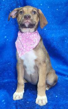 Hound and Labrador Retriever Dogs Available for Adoption - 260304  Nose Marie | PetCurious