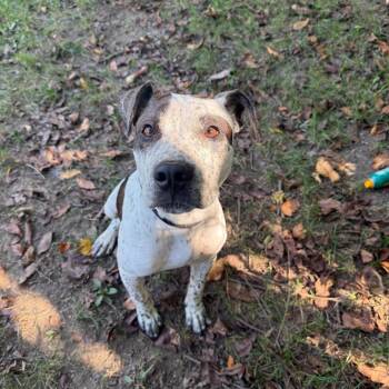 Blackjack -  Mixed Breed Dog for Adoption in Muncie, Indiana - Blackjack | PetCurious