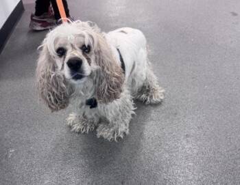 Mixed Breed Dogs Available for Adoption - Ocean | PetCurious