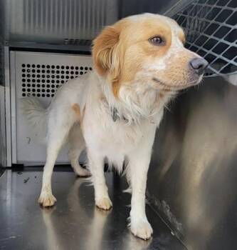 Border Collie and Australian Cattle Dog Blue Heeler Dogs Available for Adoption in Rowlett, Texas - WALKER | PetCurious