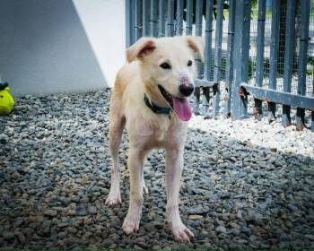Balder -  Labrador Retriever Dog for Adoption in North Reading, Massachusetts - Balder | PetCurious