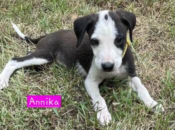 Annika -  Border Collie and Hound Dog for Adoption in Alexander, Arkansas - Annika | PetCurious