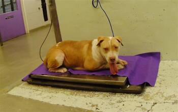 A2091631 -  Staffordshire Bull Terrier and Mixed Breed Dog for Adoption in Houston, Texas - A2091631 | PetCurious