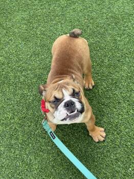 Braydee -  English Bulldog Dog for Adoption in Pompano Beach, Florida - Braydee | PetCurious