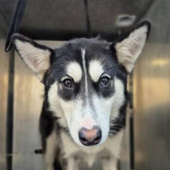 Husky Dogs Available for Adoption - JENNA | PetCurious