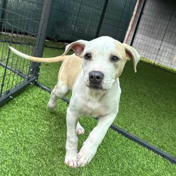Boxer Dogs Available for Adoption in Tampa, Florida - Butters | PetCurious