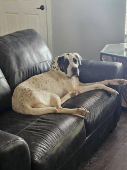 Rescue American Staffordshire Terrier and Great Dane Dogs for Adoption in Mesa, Arizona - Bella | PetCurious