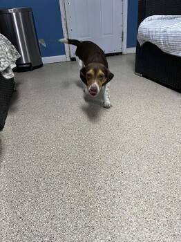 Rescue Beagle Dogs for Adoption in Sunderland, Maryland - Larry | PetCurious