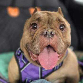 Betty Jo -  Bulldog Dog for Adoption in Chicago, Illinois - Betty Jo | PetCurious