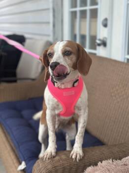 Darla B -  Beagle Dog for Adoption in Ellicott City, Maryland - Darla B | PetCurious