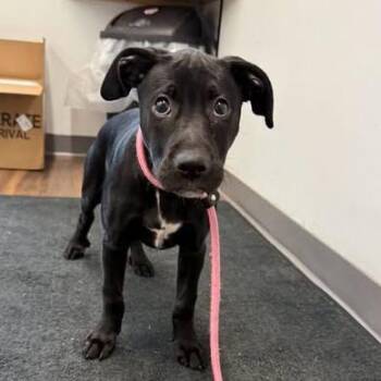 Honeybee -  Mixed Breed Dog for Adoption in Jeffersonville, Indiana - Honeybee | PetCurious