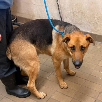 Hound and Shepherd Dogs Available for Adoption in Birmingham, Alabama - Howie | PetCurious