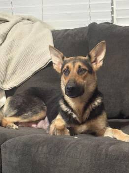 German Shepherd Dog Dogs Available for Adoption - Sadie | PetCurious