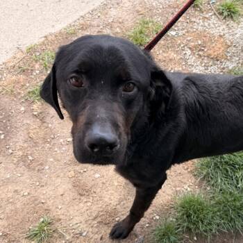 Black Labrador Retriever Dogs Available for Adoption in Indianapolis, Indiana - Benny | PetCurious