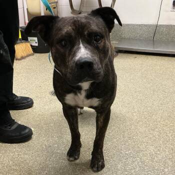 Boogers -  Pit Bull Terrier Dog for Adoption in San Gabriel, California - Boogers | PetCurious