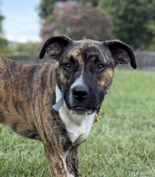 Steve -  Boxer and Mountain Cur Dog for Adoption in Andover, Massachusetts - Steve | PetCurious