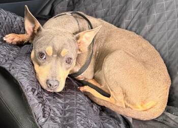 Jolene -  Pit Bull Terrier and Mixed Breed Dog for Adoption in Park Row, Texas - Jolene | PetCurious