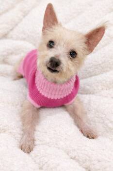 Yorkshire Terrier and Chihuahua Dogs Available for Adoption - Sarah | PetCurious
