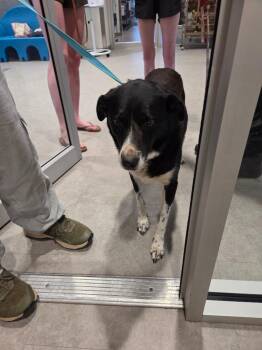 Skye -  Border Collie Dog for Adoption in Bossier City, Louisiana - Skye | PetCurious