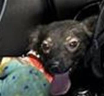 ECHO -  Terrier Dog for Adoption in San Antonio, Texas - ECHO | PetCurious