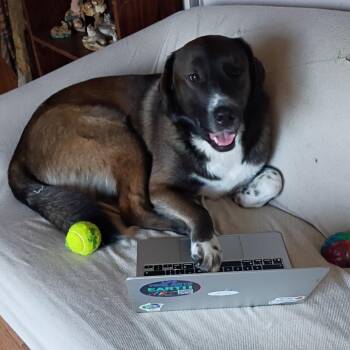 Buddy -  Great Pyrenees Dog for Adoption - Buddy | PetCurious