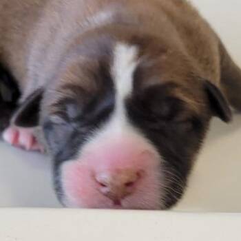 Mixed Breed Dogs Available for Adoption in Parker, Colorado - 454 (2026) Toffee | PetCurious