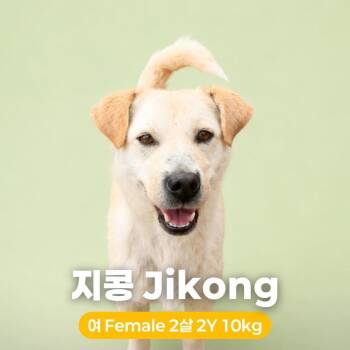 Jikong HW+ -  Jindo and Mixed Breed Dog for Adoption in Northbrook, Illinois - Jikong HW+ | PetCurious