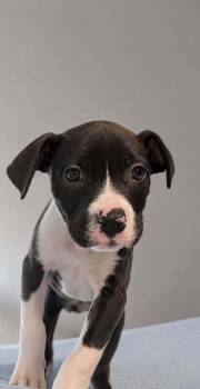 Sarah (AVAILABLE 8/17) -  Mixed Breed Dog for Adoption in Leverett, Massachusetts - Sarah (AVAILABLE 8/17) | PetCurious