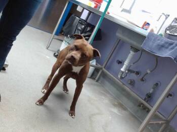 Pit Bull Terrier and Mixed Breed Dogs Available for Adoption - CHACO | PetCurious