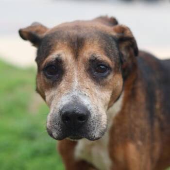 FITO -  Boxer Dog for Adoption in San Antonio, Texas - FITO | PetCurious