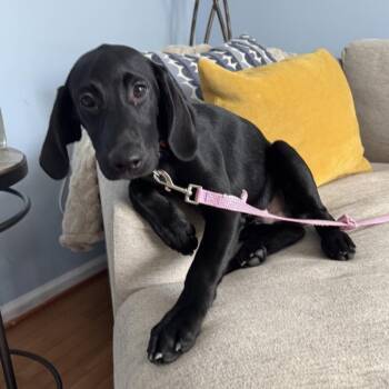 Reverend Philip Elton (FKA Loki) -  Labrador Retriever and Hound Dog for Adoption in Baltimore, Maryland - Reverend Philip Elton (FKA Loki) | PetCurious