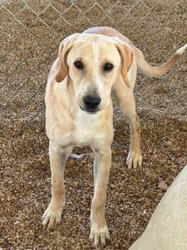 Rescue Labrador Retriever Dogs for Adoption in Lake City, Arkansas - Louie | PetCurious
