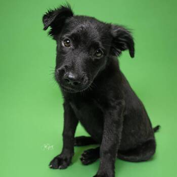 Rescue Black Labrador Retriever and Mixed Breed Dogs for Adoption in Houston, Texas - Izzy | PetCurious