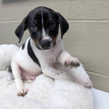 Cowboi -  Mixed Breed Dog for Adoption in Knoxville, Tennessee - Cowboi | PetCurious