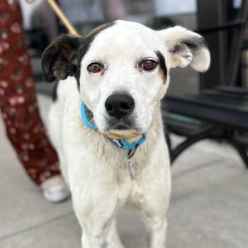 Bon Jovi -  Mixed Breed and Pointer Dog for Adoption in Salt Lake City, Utah - Bon Jovi | PetCurious