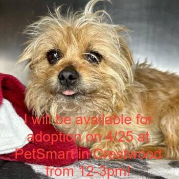 Mixed Breed Dogs Available for Adoption in Matteson, Illinois - Janis Joplin | PetCurious